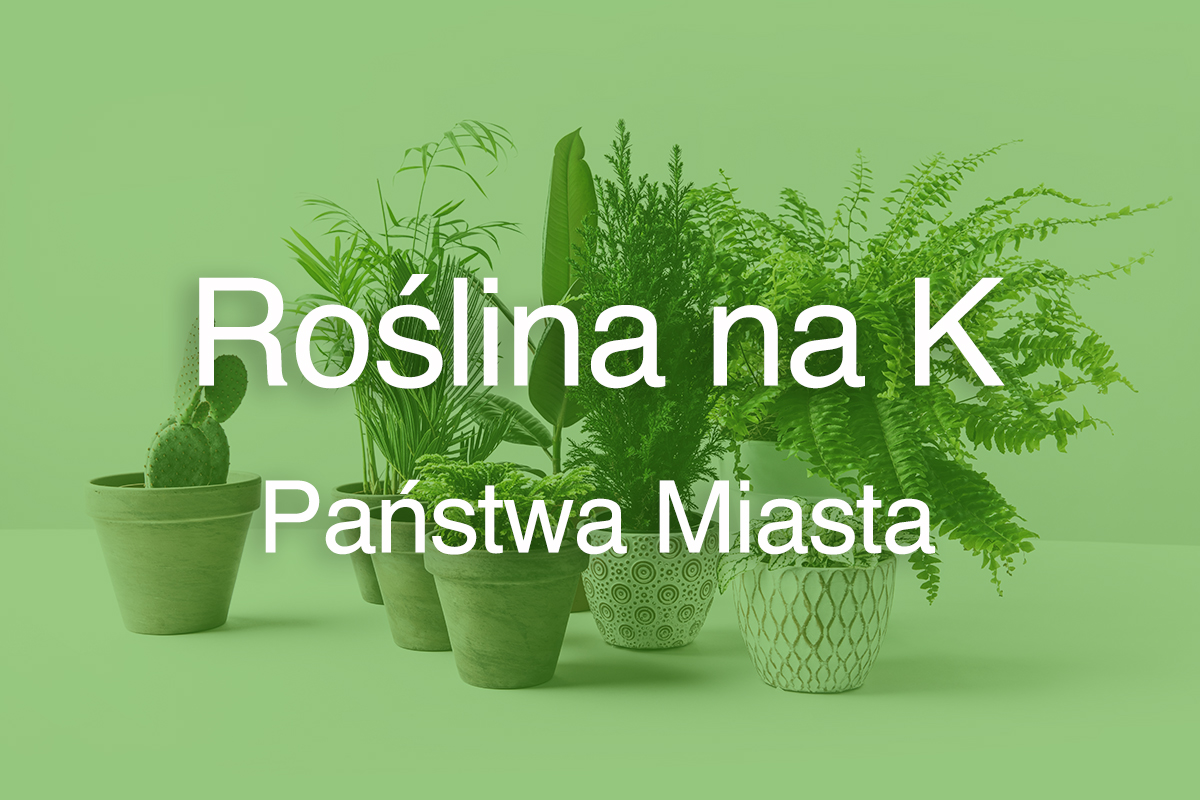 Roślina na K
