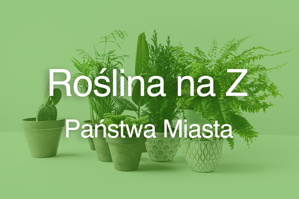 Roślina na Z